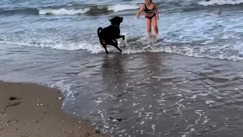Happy dog