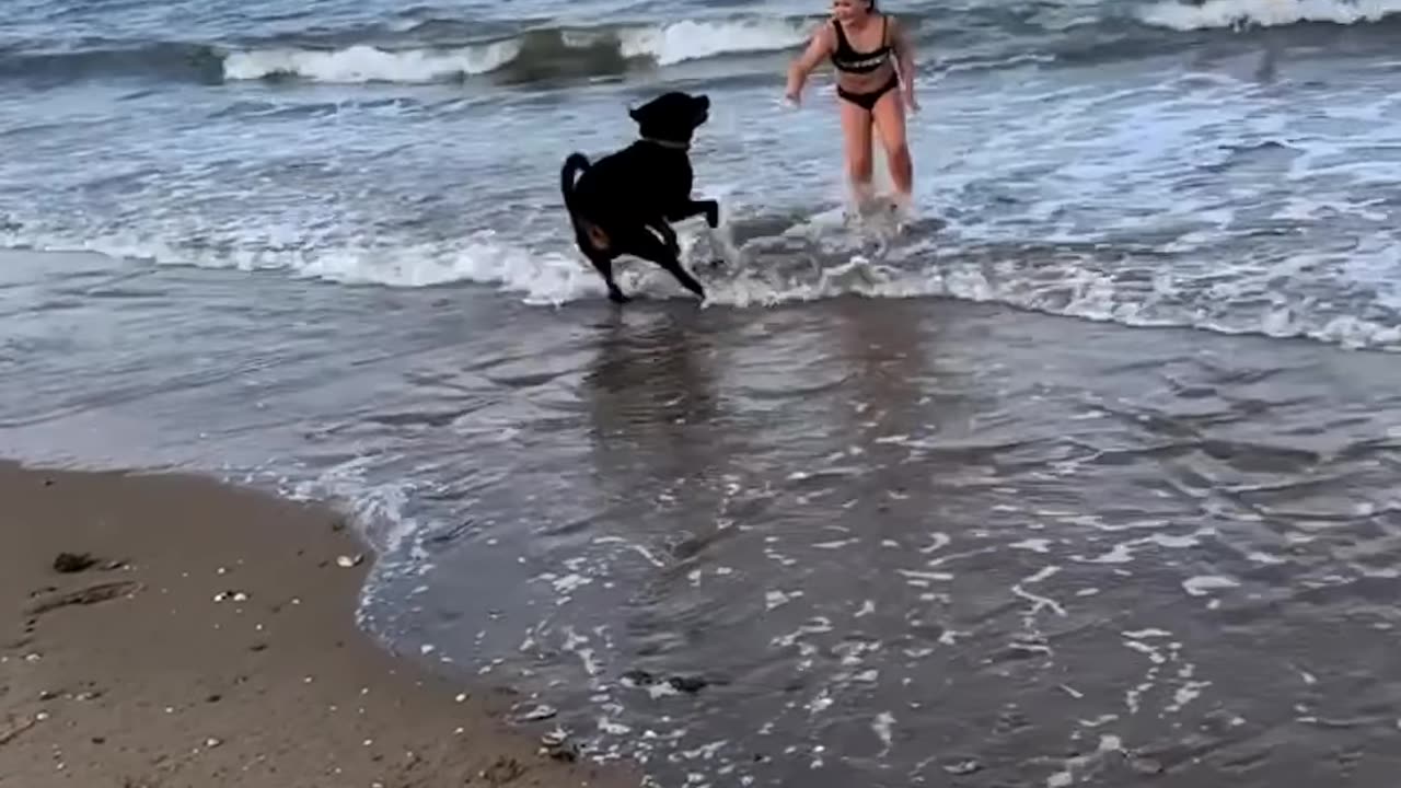 Happy dog
