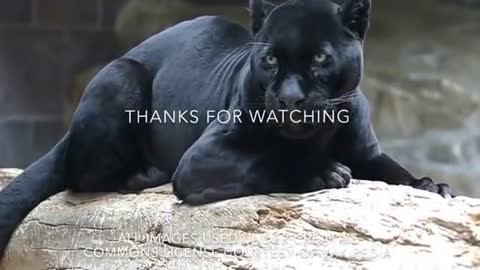 13 facts about Black Panthers