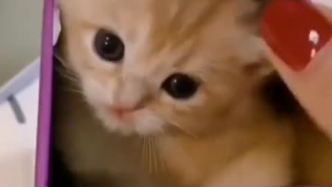 Beautiful kitten inside a box