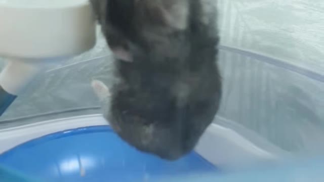 A hamster exercising for prison breakouts.