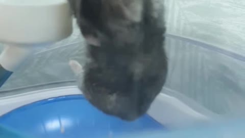 A hamster exercising for prison breakouts.