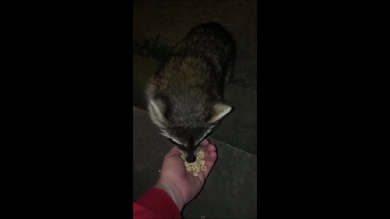 Trick-or-treating raccoon will eat anything you give him