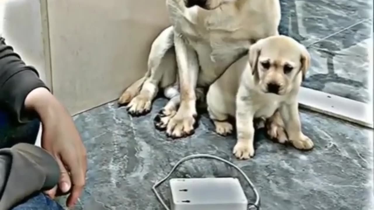 mother's love ❤️❤️❤️ #shorts #doglover #dog #pet #dogvideo #cutedog #oscar #jerry #viral