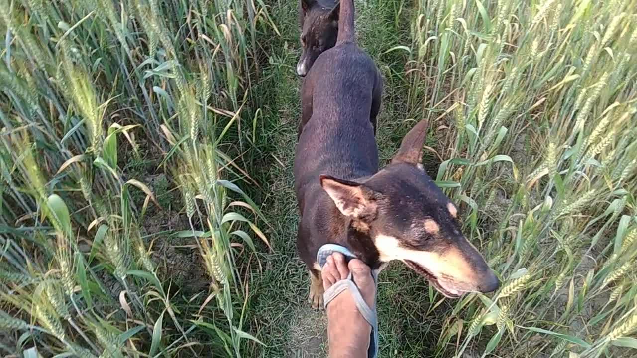 3 funny video with dogs