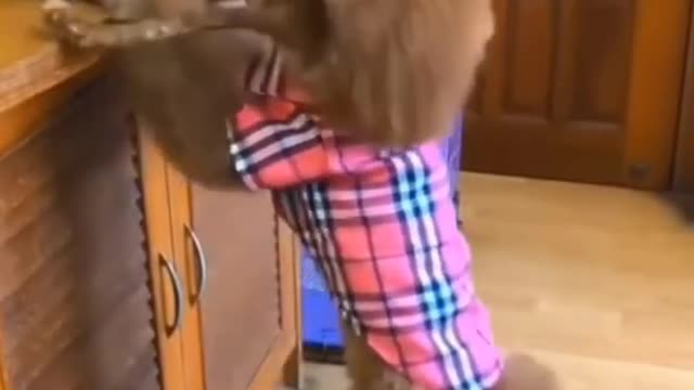 Cute dog doing funny |Cute Puppies video | cute dog video |