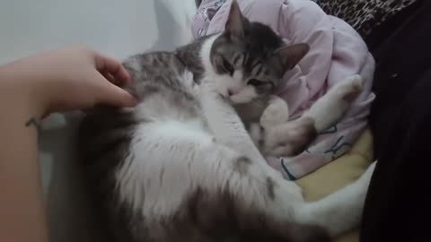 video of cat kneading