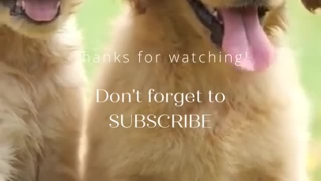 Best Compilation of Funny & Cute DOG Videos!