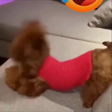Dogs Doing the Funniest Things!