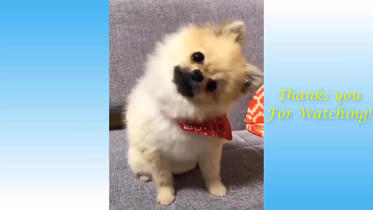 Cute And Funny Animals video