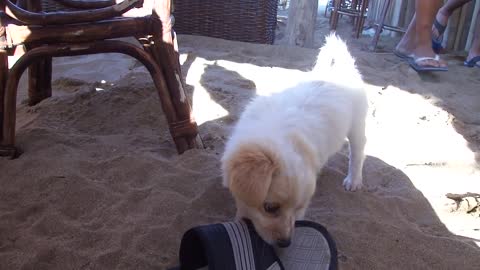 Be aware of cute puppies at beach! Watch this!