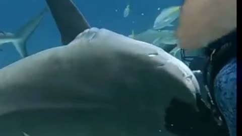 Tiger Shark shows teeth