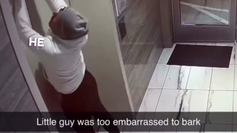 hero rescues little doggy from elevator 💪🤩