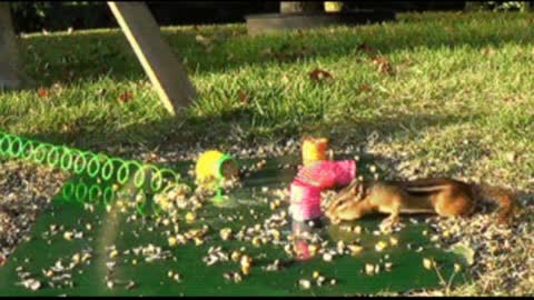 Gif video of squirrels playing in the park