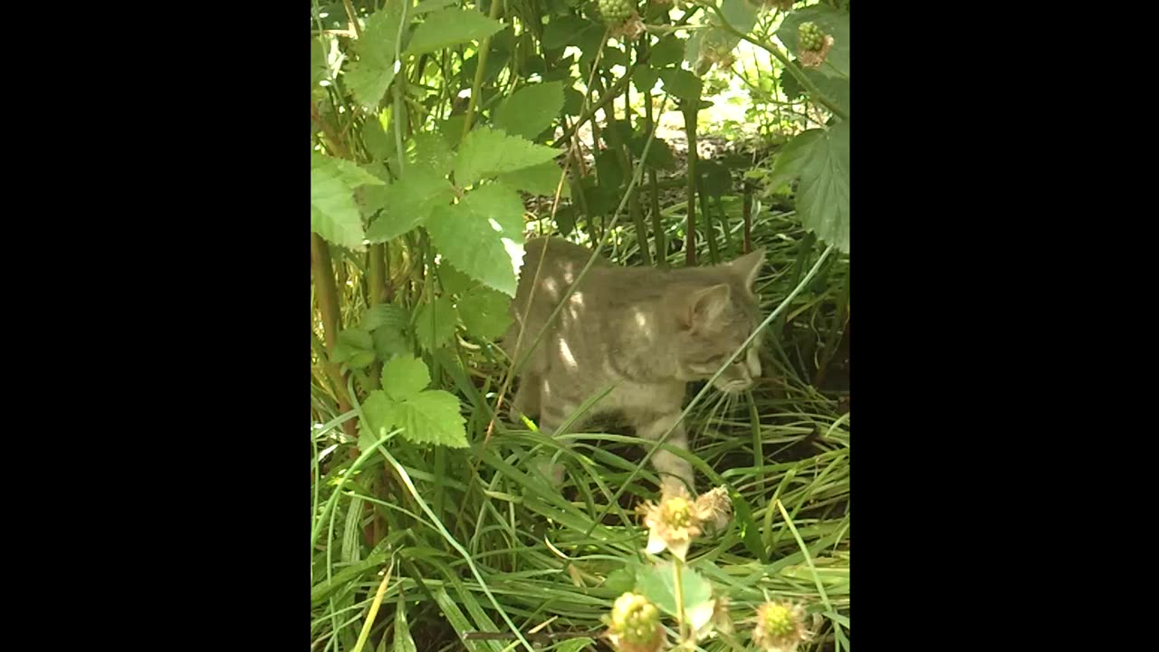 A cat between blackberry bushes