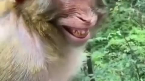 Monkey laughing video