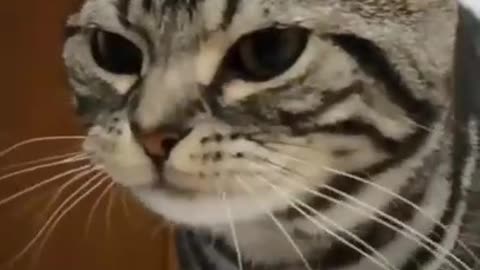Cute Cat Look At You 😍