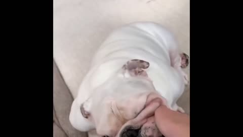 Baby Dogs Cute and Funny Dog