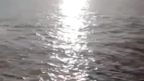 very smart dolphin