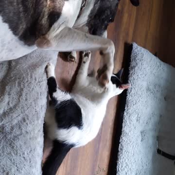 Cat and dog playing 2