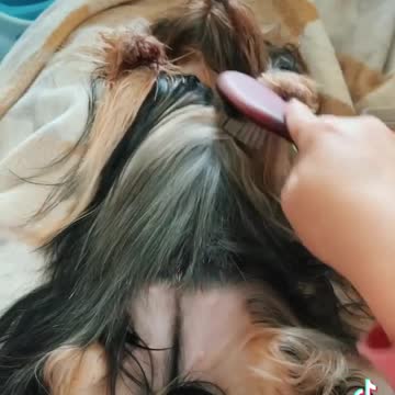 There's a Yorkie under all that hair!