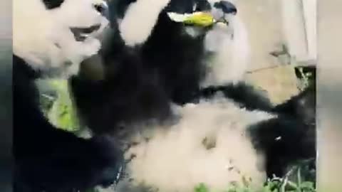 Panda funny video