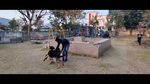 Gurman Shepherd Puppies Barking