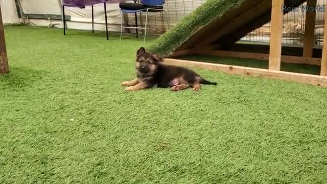 German Shepherd puppies 8 weeks and DaD play 2021