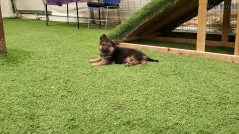 German Shepherd puppies 8 weeks and DaD play 2021