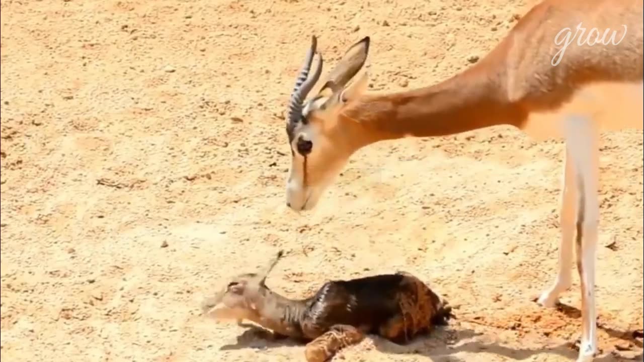 An animal is born, and a tiger eats a deer