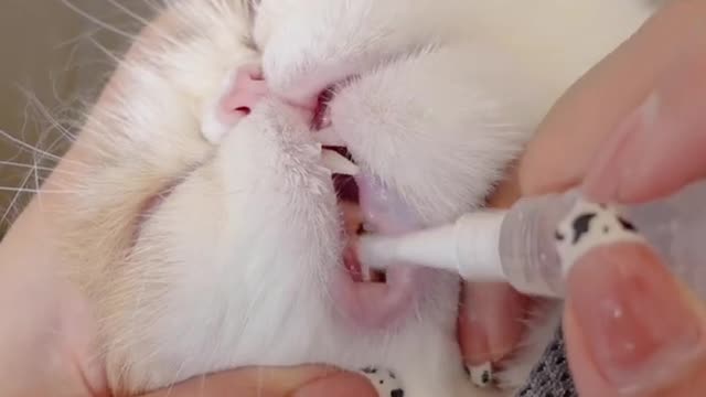 cat cleaning teeth