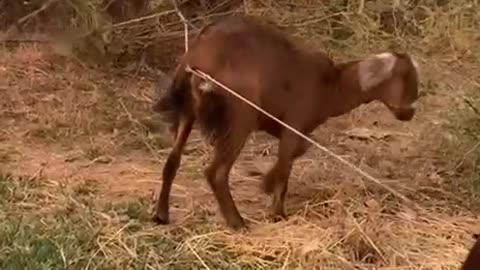 the owner try to help goat6