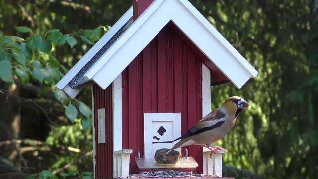 A beautiful bird eats in front of its nest