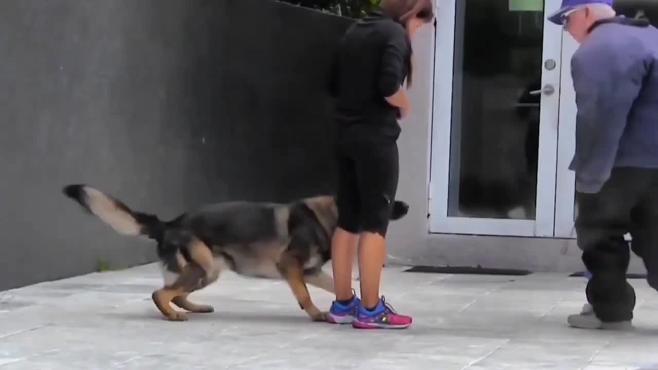 Learn How To Train Your Dog