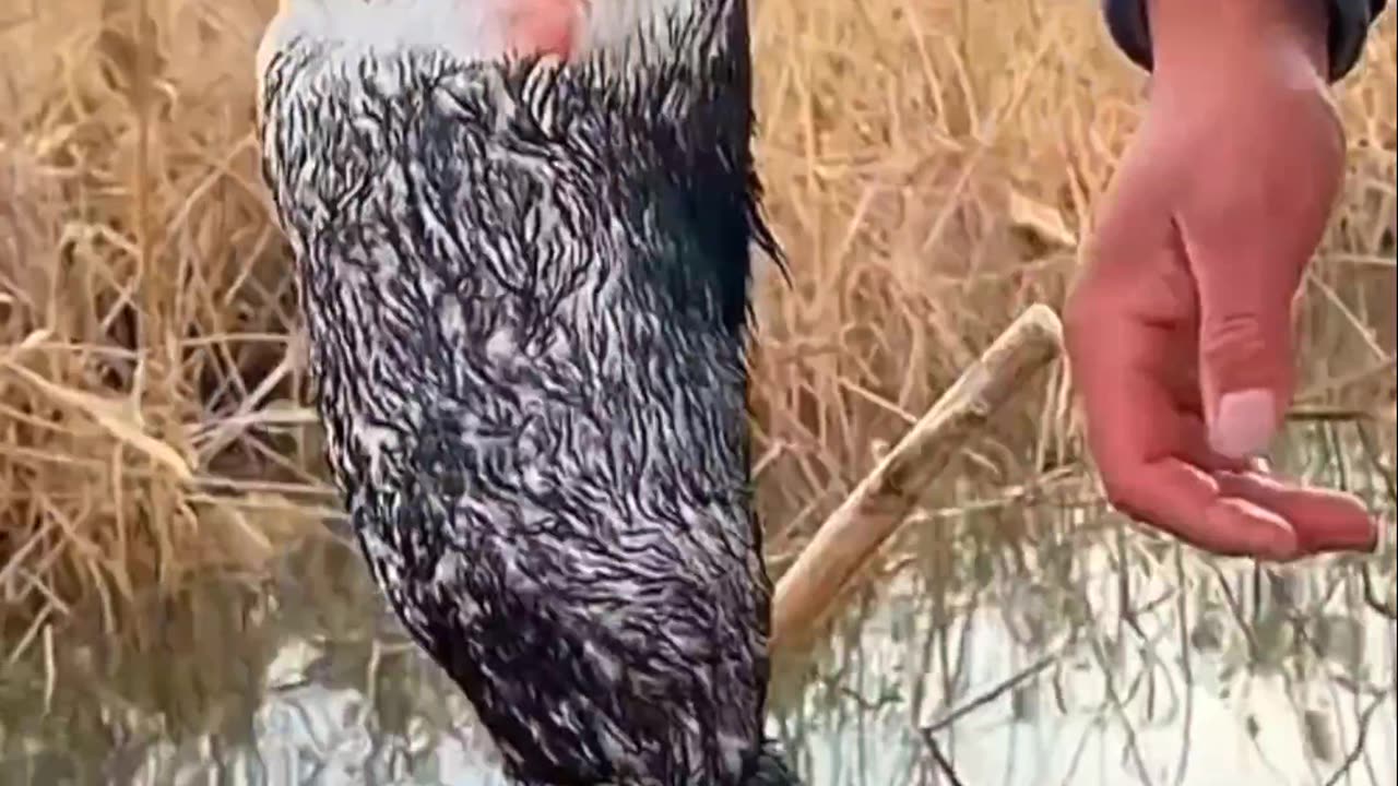 Alive fish stuck in the throat 😲😭 | painful moment | fishing | duck in trouble 🥶