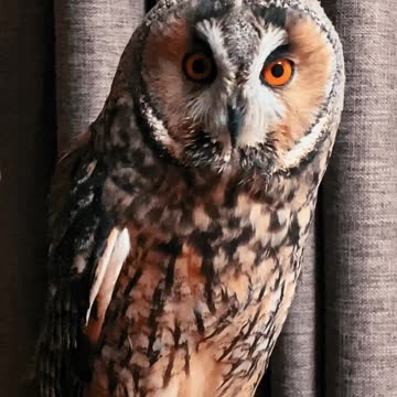 Beautiful Owl.