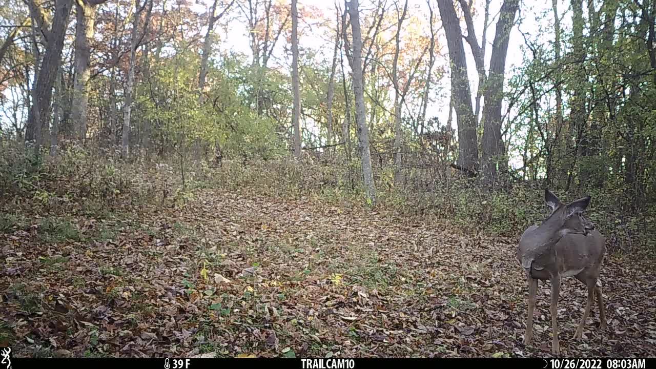 Buck following doe