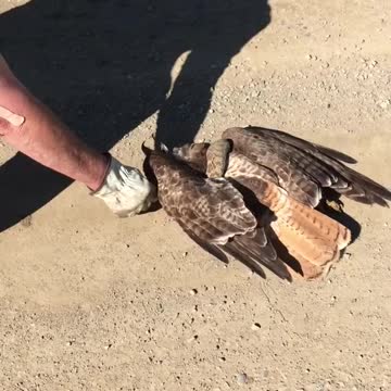 Bird got snake then Snake got the bird | Cute Wild Animals