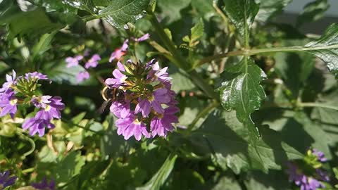 Bumblebee slow motion