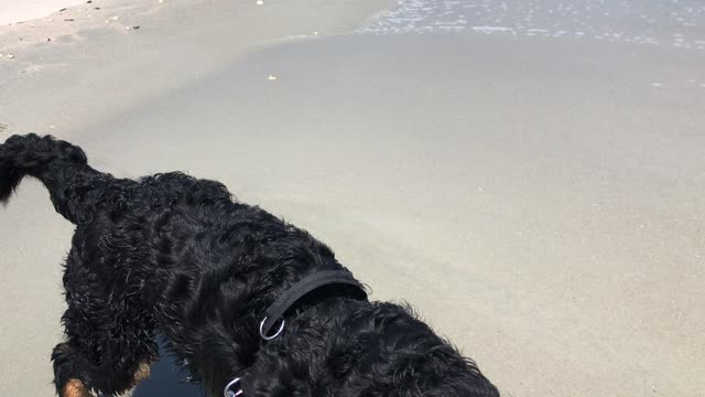 Crush Man Goes to the Beach