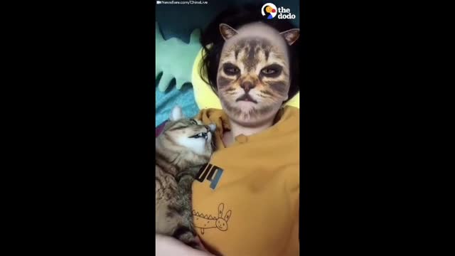 Funny Dog and Cat