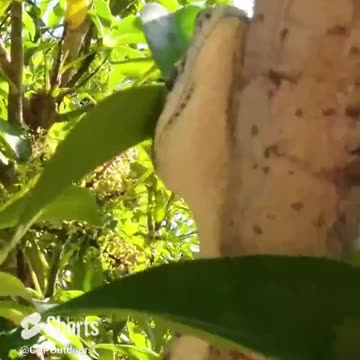 Byford the West Coast Carpet Python 4