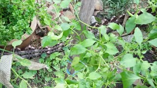 What type of snake that leave its skin on my chili tree ?