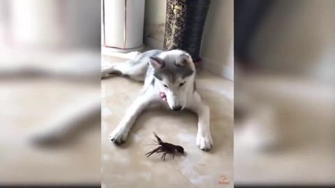 Dog and Cat Reaction to Fish - Funny Animal Reaction Videos