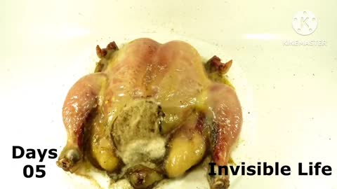 Invisible life- maggots eating chicken