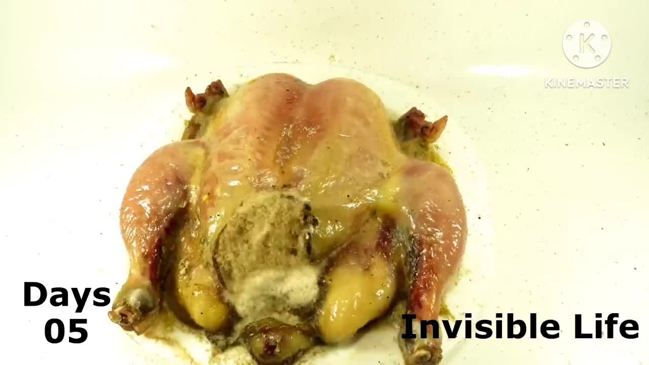 Invisible life- maggots eating chicken