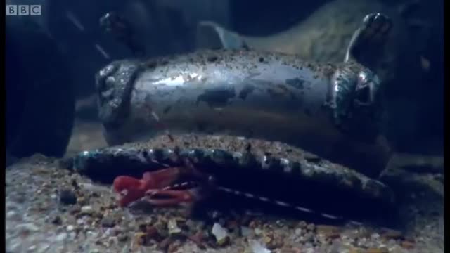 Pistol Shrimp Superheats Water! | Weird Nature | BBC Earth