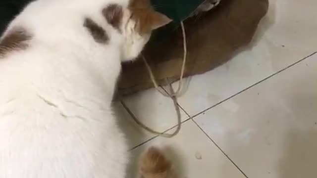 Hide and seek cat
