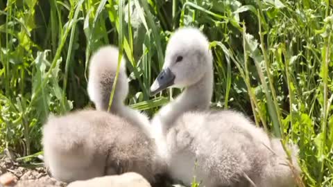 Little Duck🦆 | cute Duck