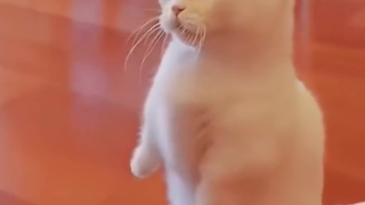Cat police cute